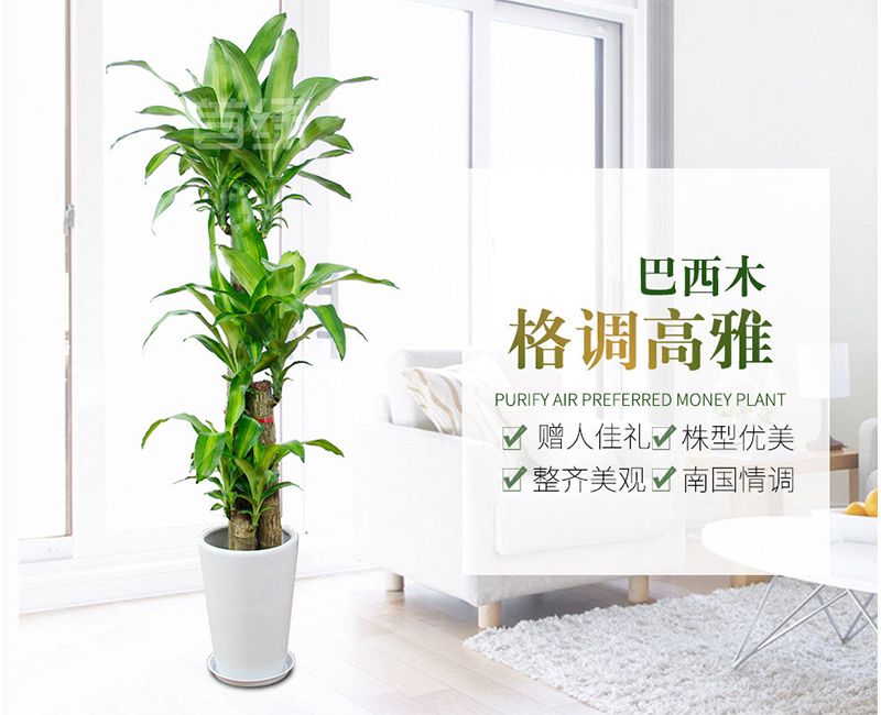 巴西木盆栽樹(shù)