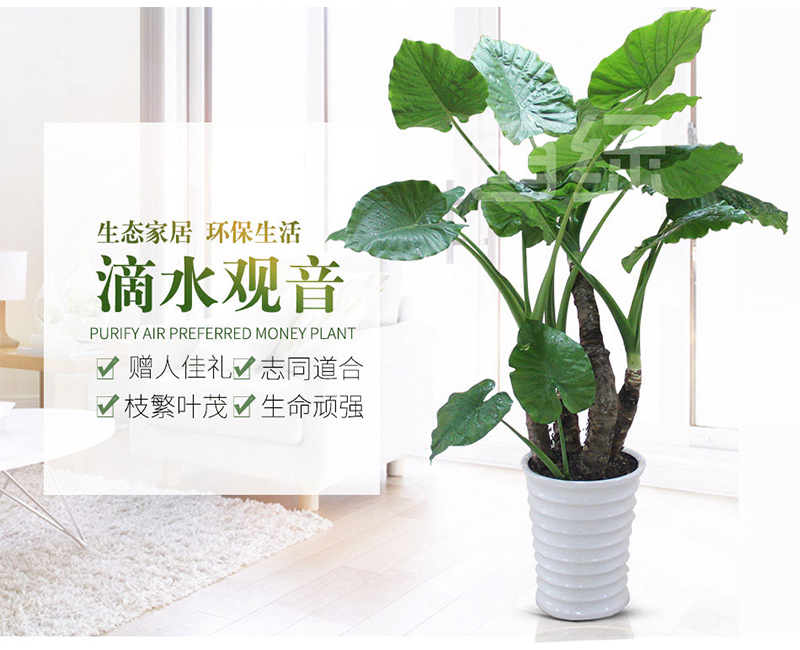 大型滴水觀(guān)音盆栽