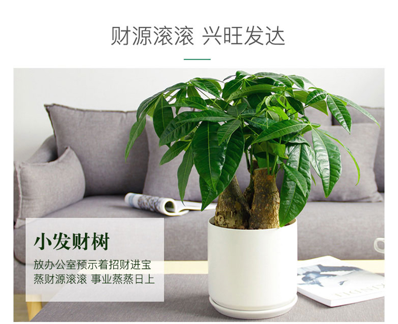 發(fā)財(cái)樹(shù)桌面小盆栽